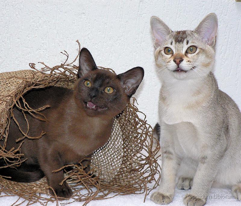 P1100541 paddy, perdita.jpg